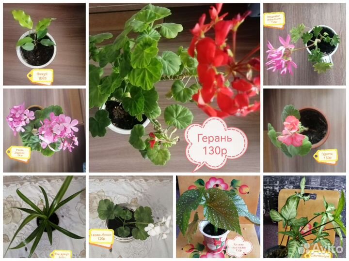 Функция комнатные цветы