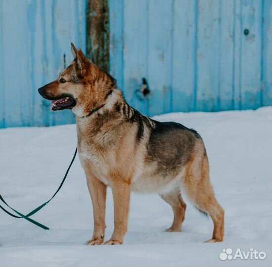Добрый душевный пес овчароид в добрые руки