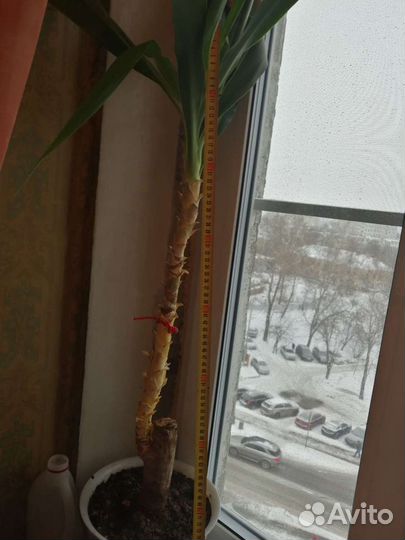 Пальма юкка