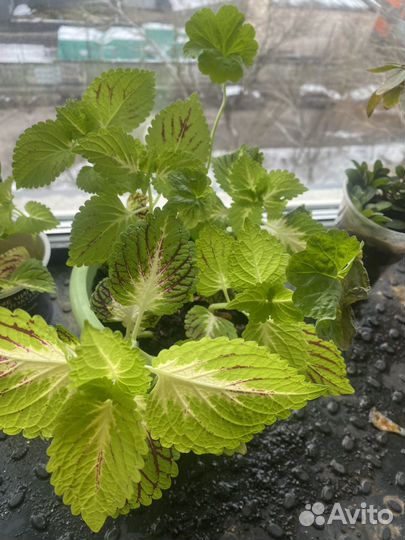 Колеусы вегетативные