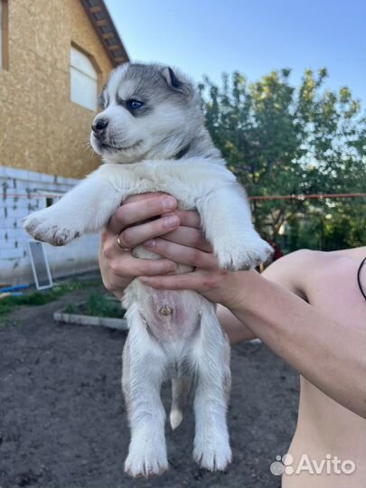 Сибирский хаски