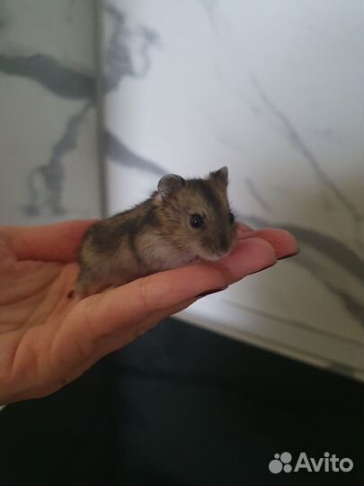 Джунгарский хомяк бесплатно