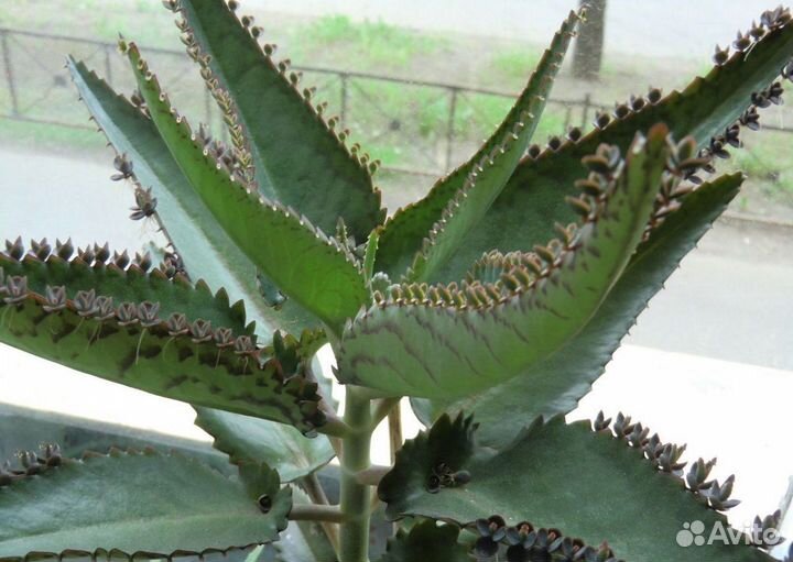 Каланхоэ для лечебных целей. р. Лента