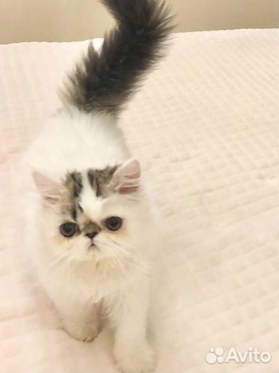 Экзотический пушистик