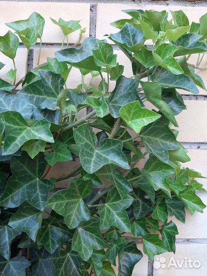 Плющ ирландский вечнозеленый