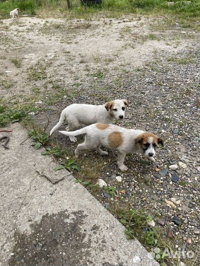 Щенки