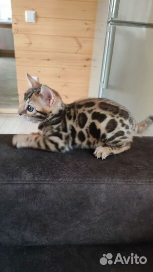 Бенгальская