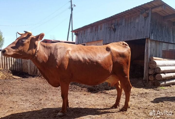 Корова, тёлка и бычок