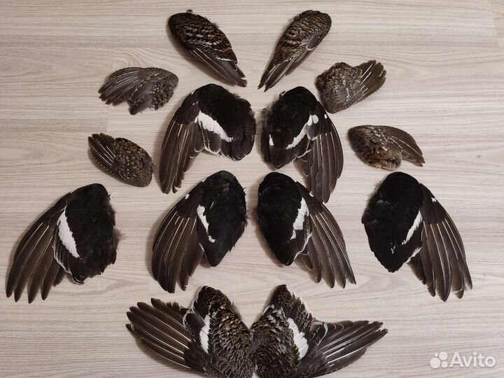 Крылья, перья птиц