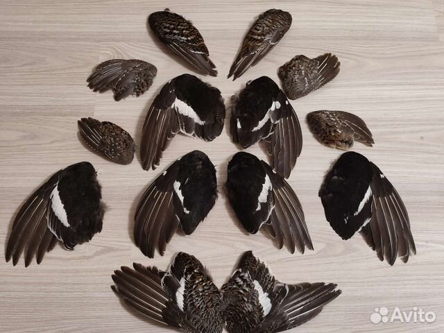 Крылья, перья птиц