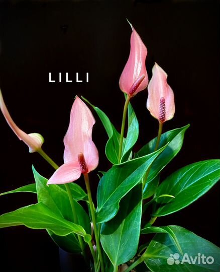 Антуриум Лили мини-сорт