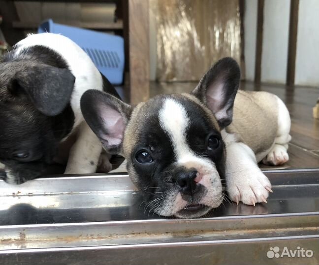 Французский бульдог щенки