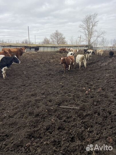 Телки и бычок