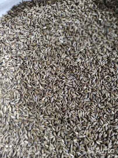 Семена расторопши