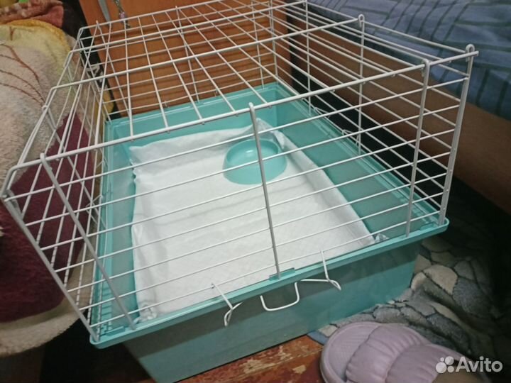 Африканский ежик