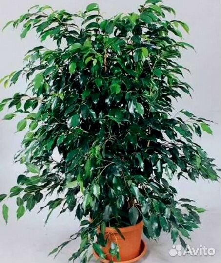 Фикус бенджамина 