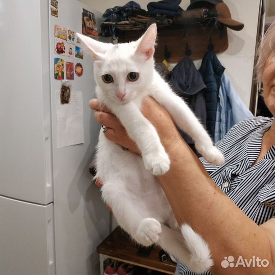 Котёнок Ищет Семью