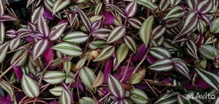 Традесканция разная, сеткреазия, сциндапсус