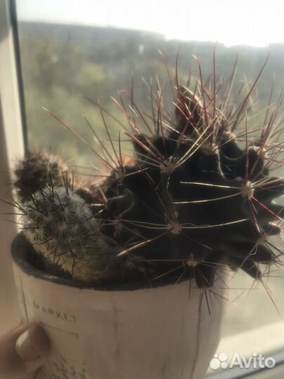 Кактус цветущий