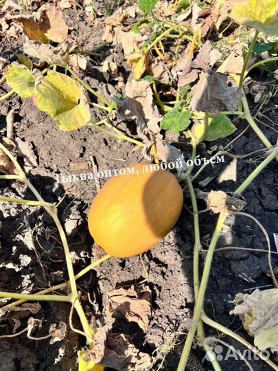 Тыква опт, сорт Дружелюбная