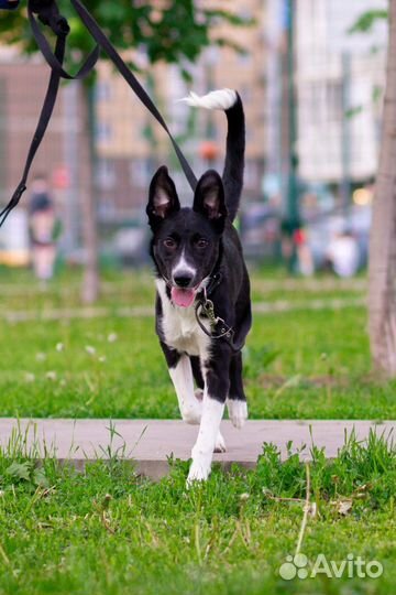 Собака в добрые руки