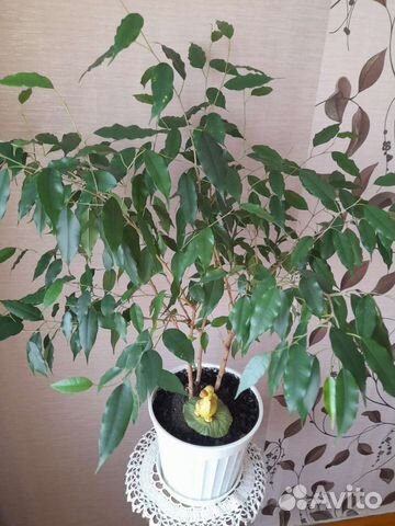 Фикус Бенджамина