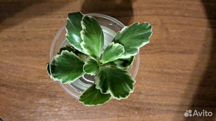 Каланхоэ пестролистный