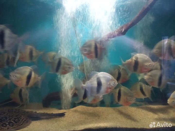 Милеус широкополосый