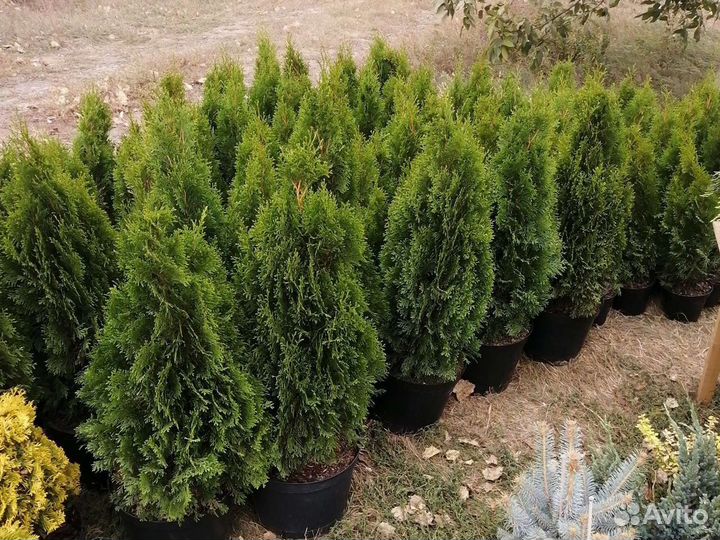 Туя смарагд