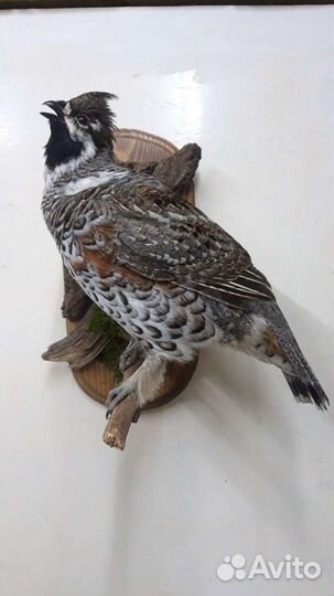 Продажа чучел