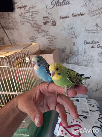 Волнистый попугай ручной