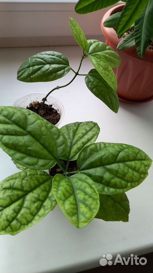 Домашние цветы