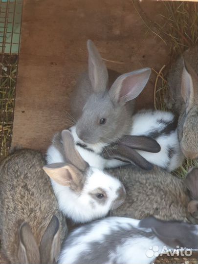 Кролики строкач