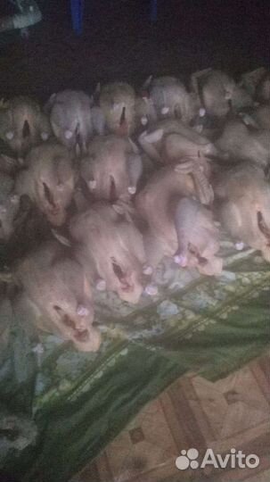 Индюки домашние