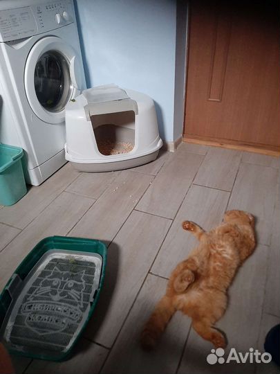 Вислоухие котята вислоухий кот вязка рыжий золотой