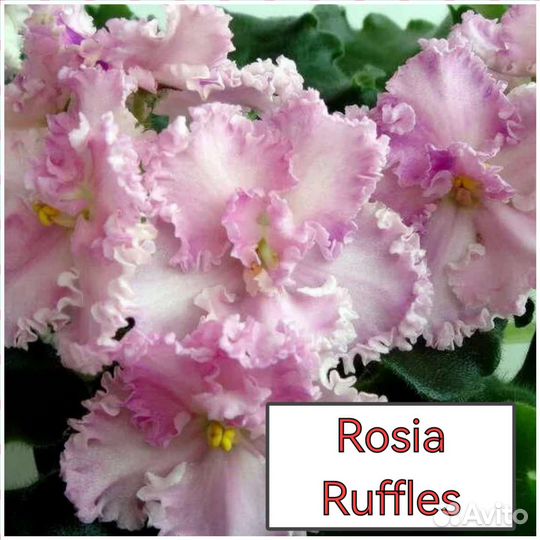 Детки сортовых фиалок