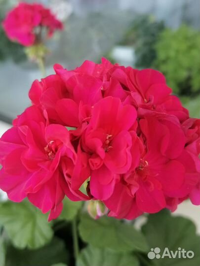 Сортовые пеларгонии