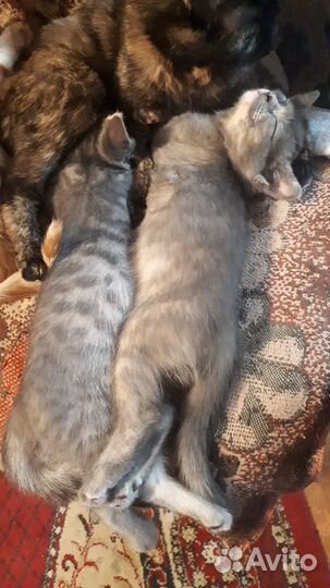 Отдам котят