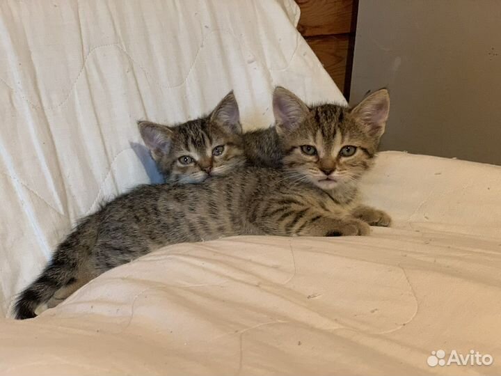 Котята мальчики 2 мес