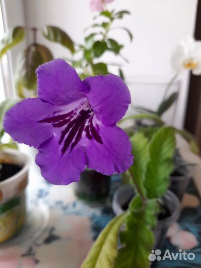 Стрептокарпус S. Rexii