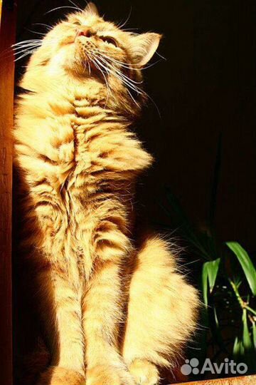 Передержка животных