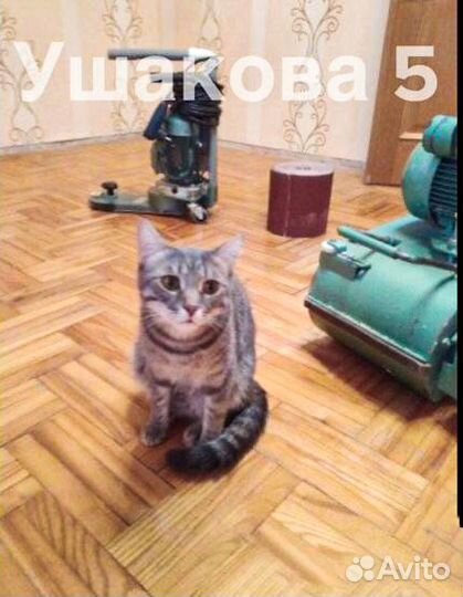 Шлифовка полов