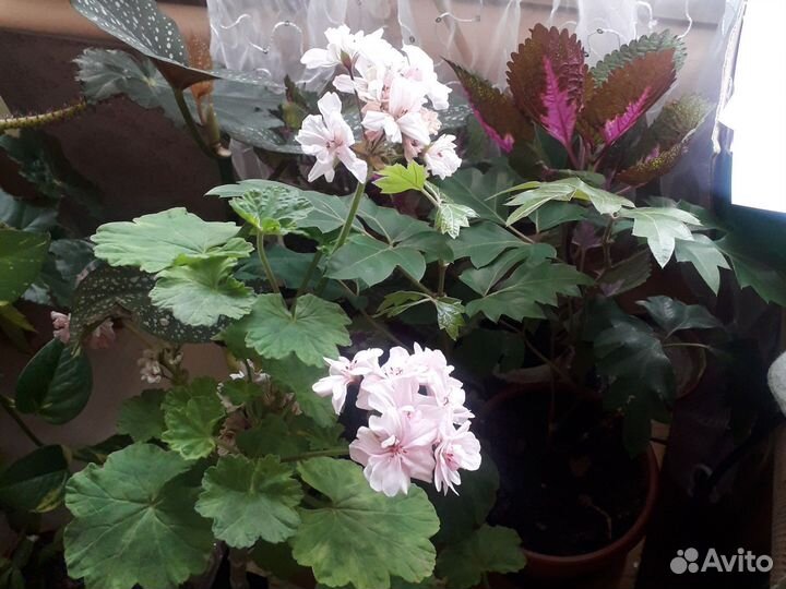 Пеларгония