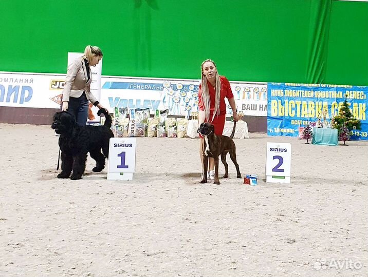 Боксёры Юниоры