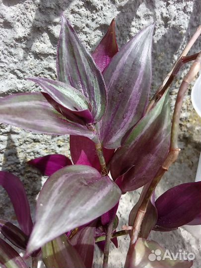 Разные традесканции,яркие,неприхотливые