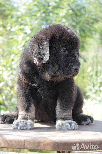 Девочки испанского мастифа