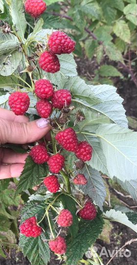 Малина сортовая