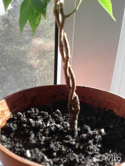 Фикус заплетенный ствол