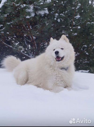 Самоед.Вязка