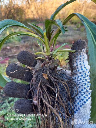 Невянник Махровый, Маргаритки